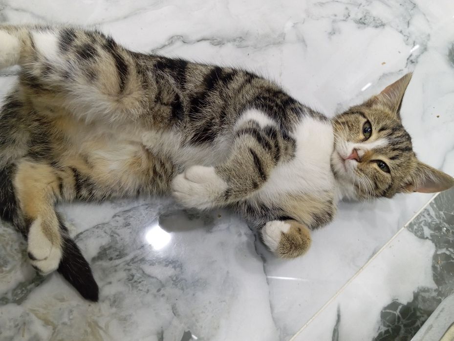 Porodiyali uy mushugi sotiladi, faqat yaxshi qoʻllarga .