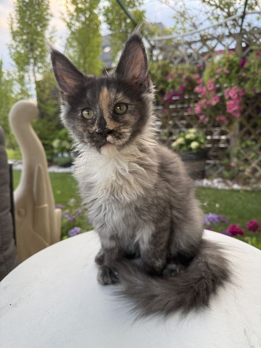 Pui de pisica rasa Maine Coon