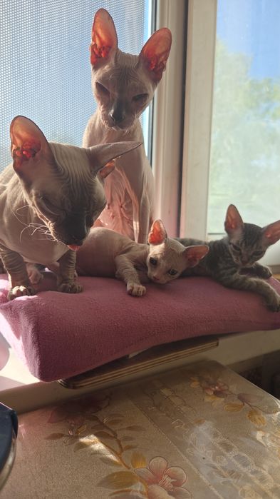 Котята донского сфинкса