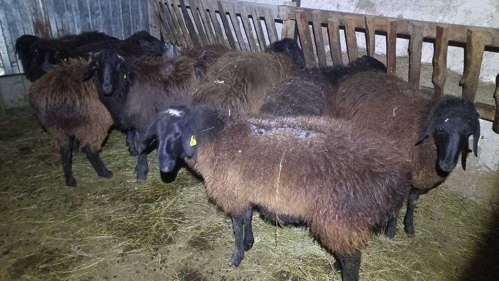 Қойлар сатылады.