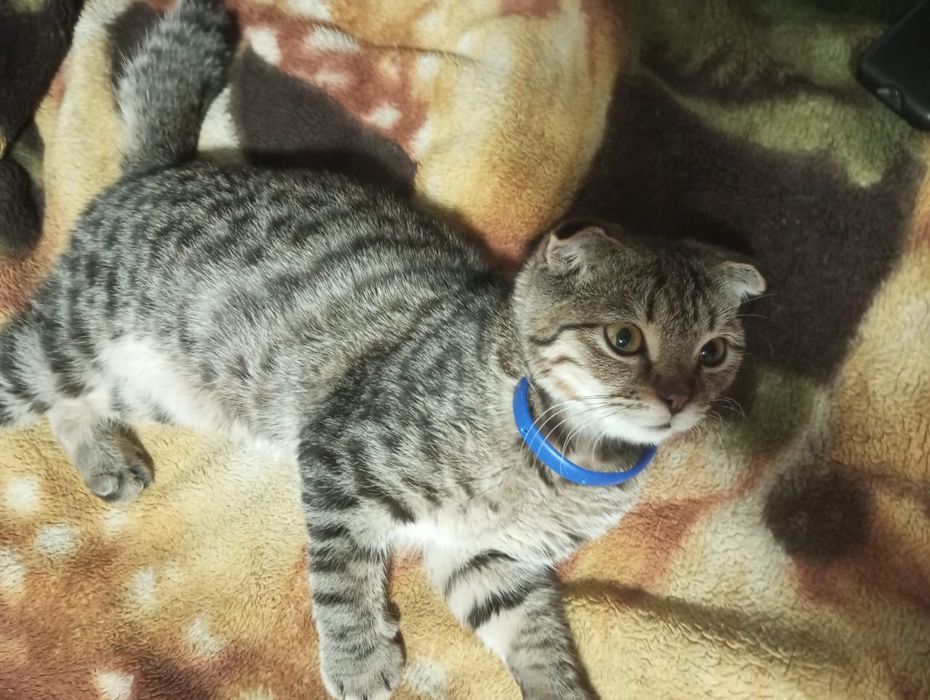Отдам котят в хорошие руки