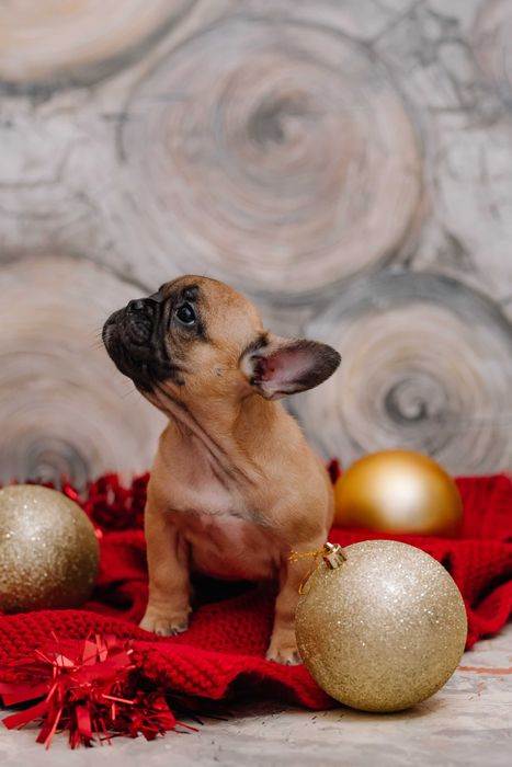 ДЕВОЧКА Французского бульдога