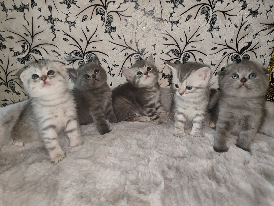 Продаётся кошки мама  с детьми