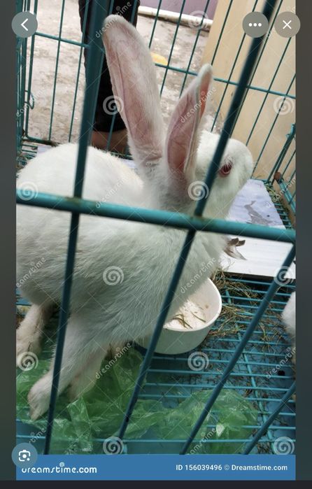 Продам декоротивного кролика