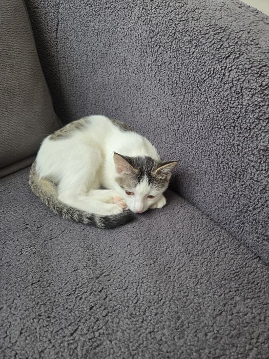 Отдаю домашнюю кошку