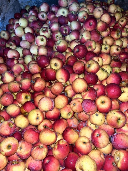 Mere de vânzare Florina ,Iudared , Ionatan