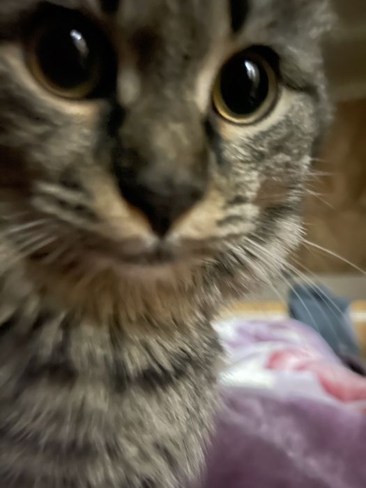 Sibirskiy mushugimiz vyaskaga…