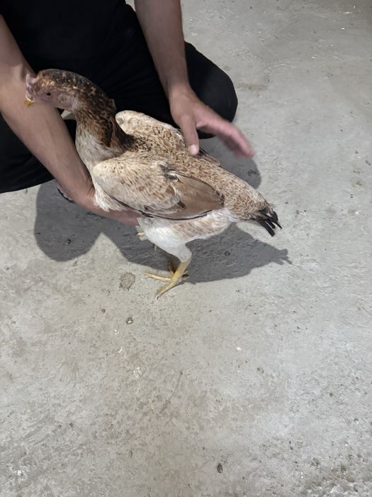 Сотилади мокиен корея шамо