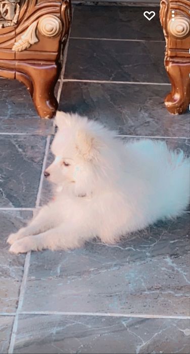 Померанче уникално