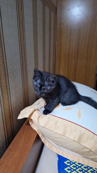 Отдам котят в хорошие руки