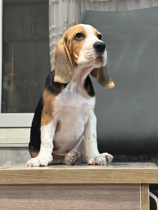 Очаровательный щенок бигля ( триколор )  ищет заботливую семью!