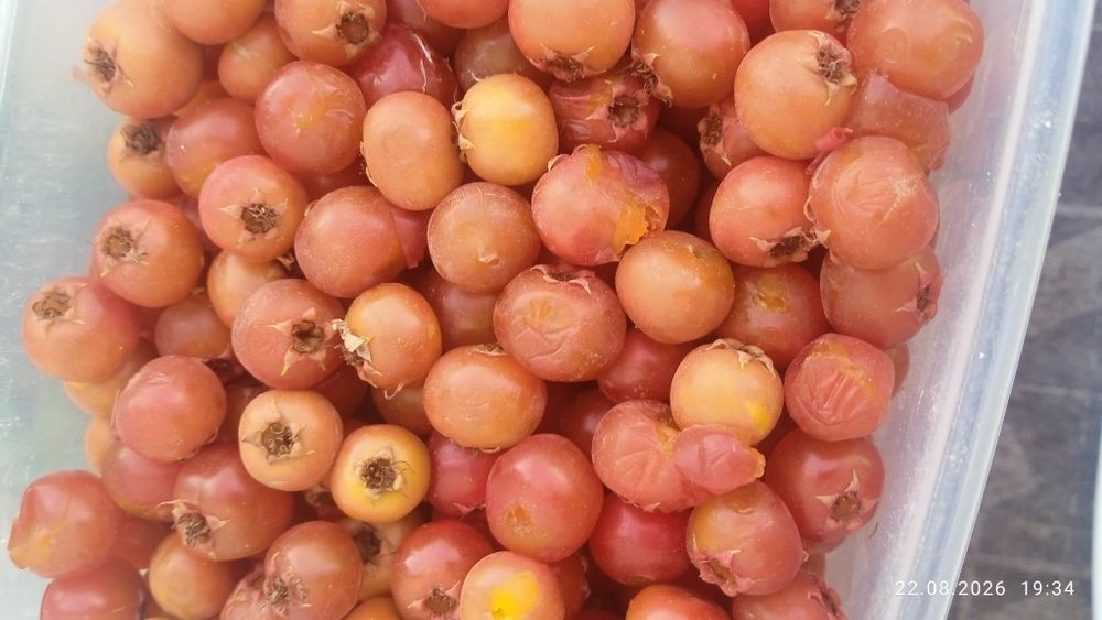 Продам боярышник