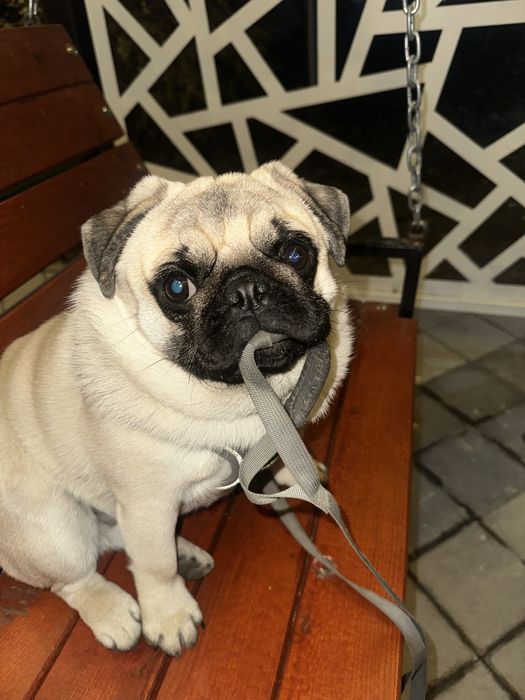 Мопс сладкий нету года