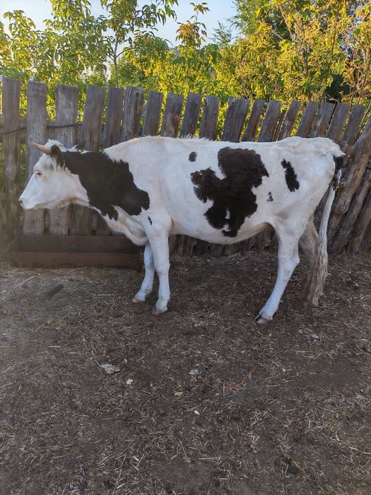 Продам дойных коров