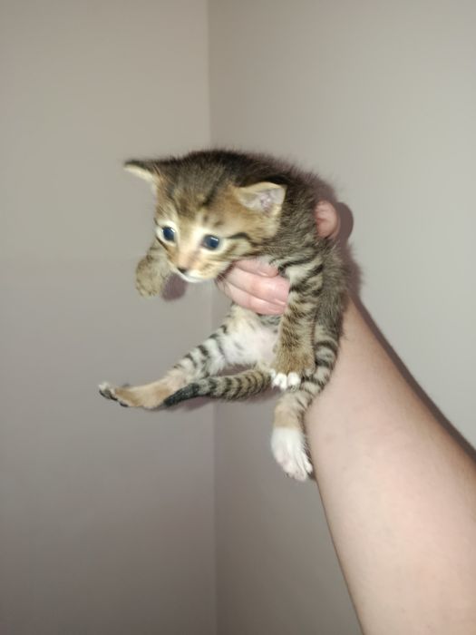 Котят нам подкинули отдали в добрые руки или в приют