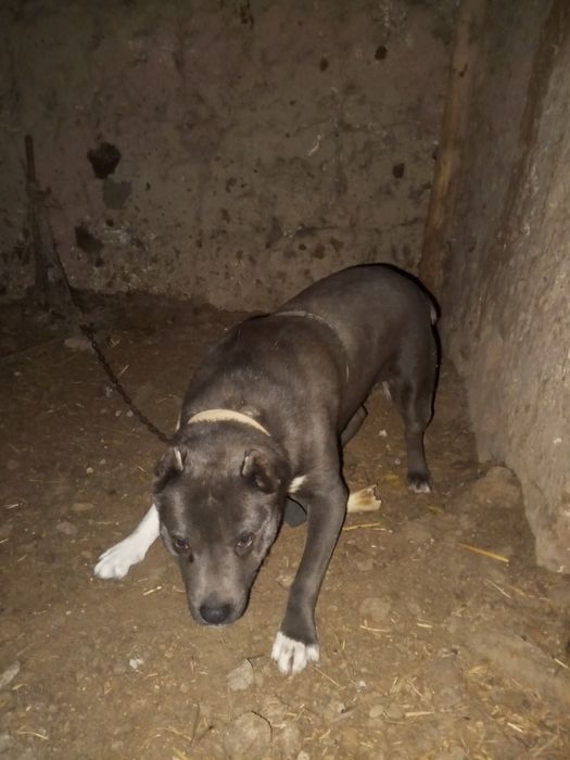 стаффер ит сотилади