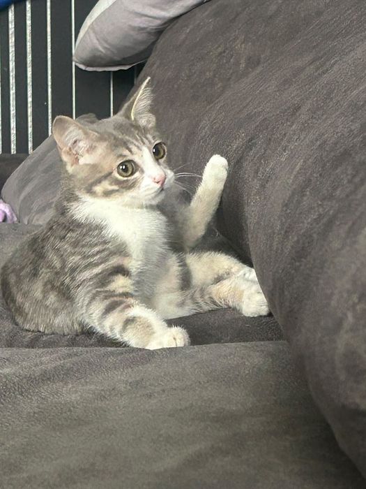 Отдам в добрые руки котенка