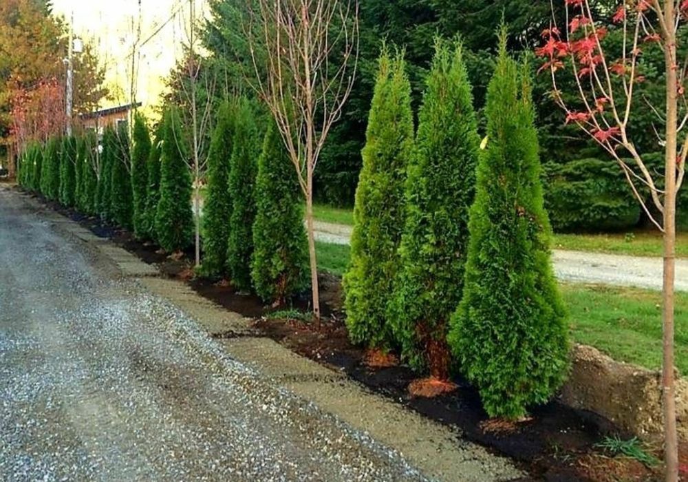 Plante ornamentale, prețuri avantajoase, En-gross oriunde transport