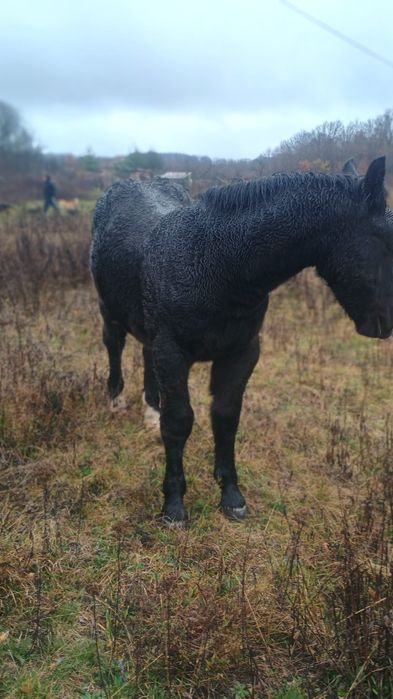 Vând mânz armăsar