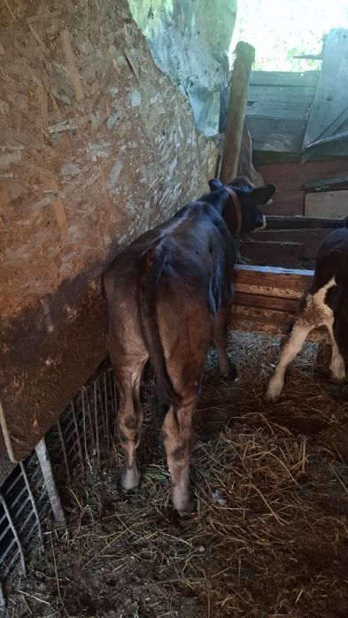 Vând 2 taurasi de 3 luni