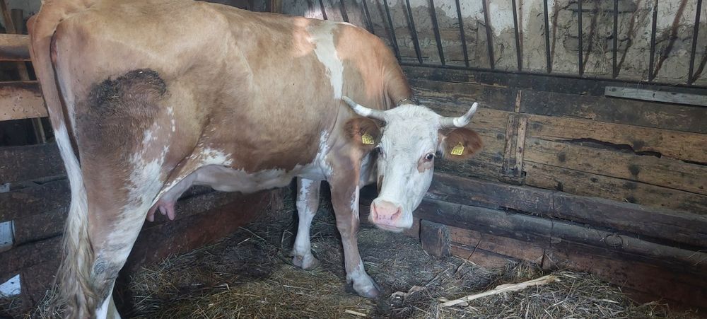 Vând vaca bălțata românească și aparat de muls
