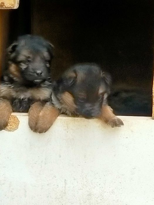 Щенки немецкой овчарки