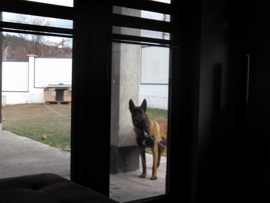 Белгийска овчарка