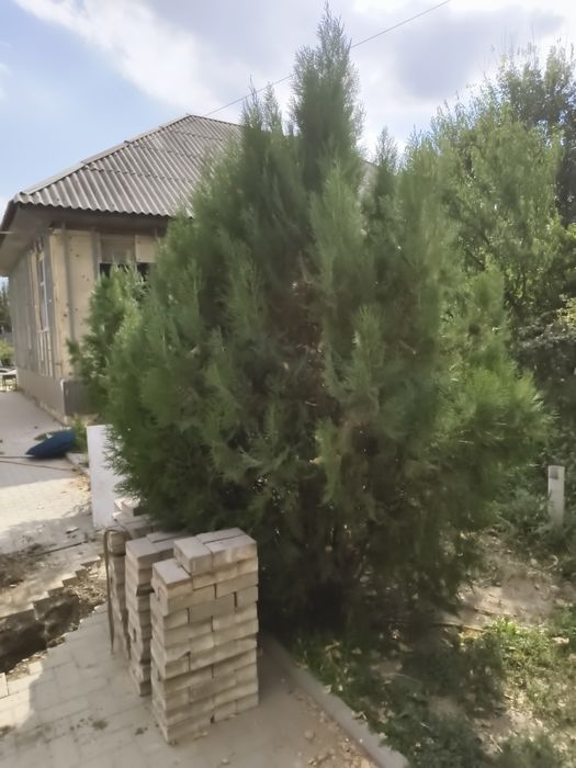 Продам тую большую