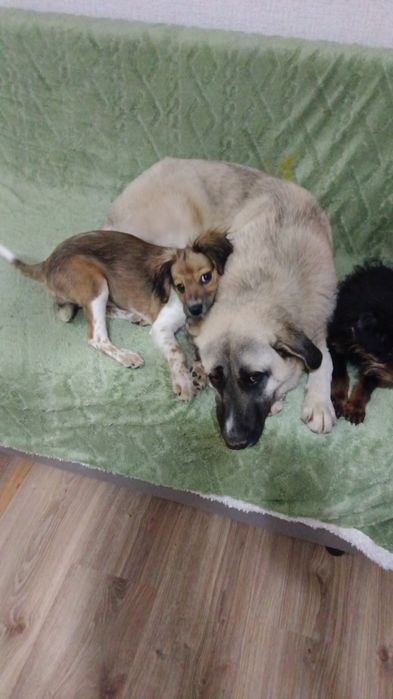 Жужа девочка домашняя