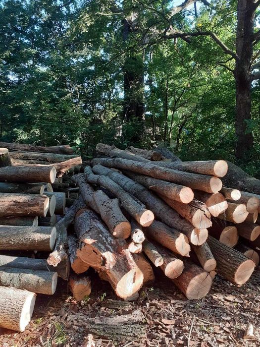 Bușteni uscați ptr. foc, stejar/frasin, cubat corect