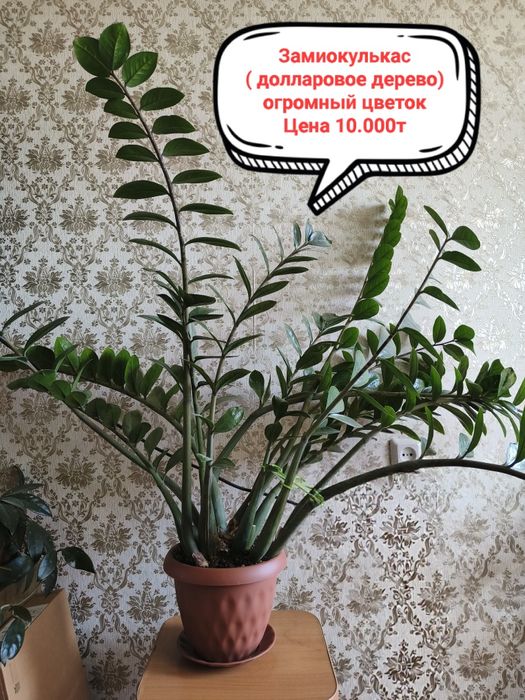 Продам комнатные цветы!