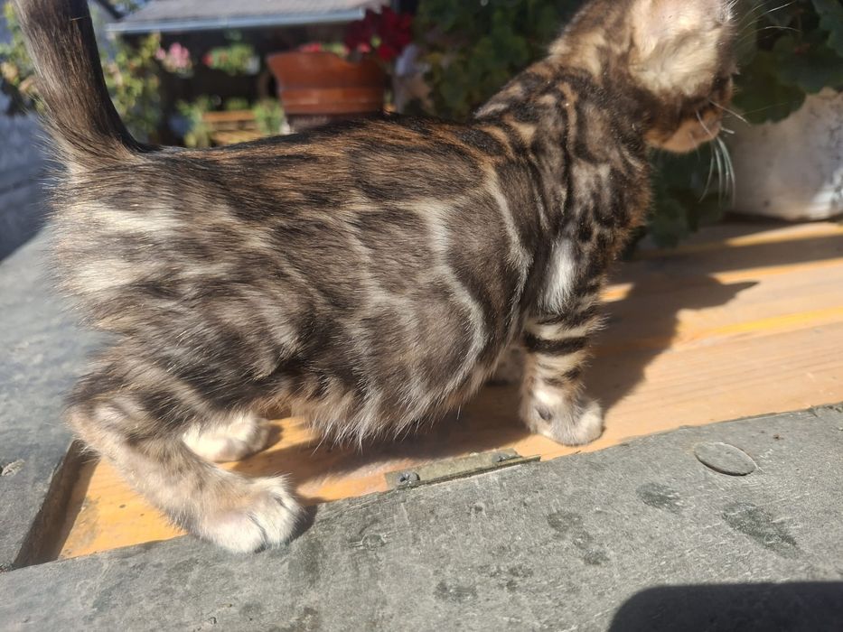 Pui bengal - Felisa Lady Daiana