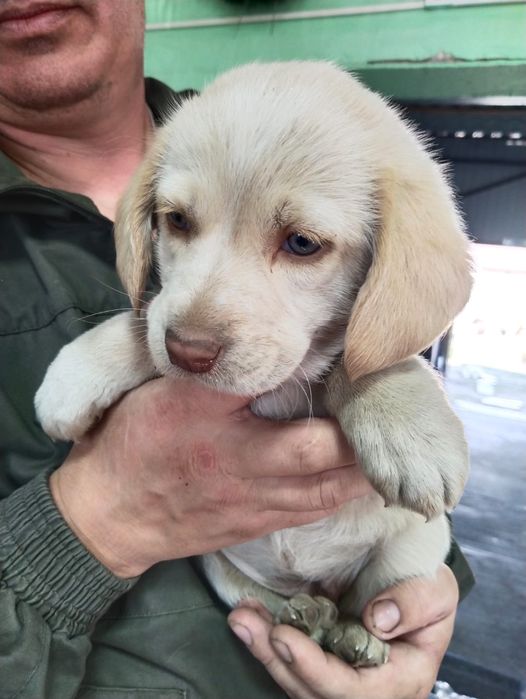 Отдам щенят в добрые руки