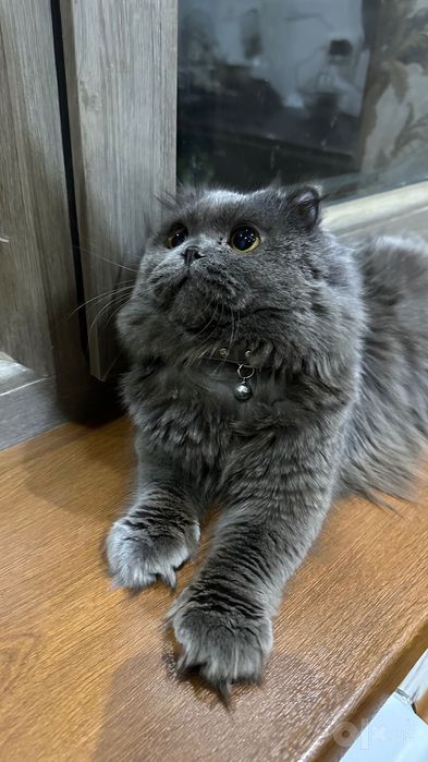 Котик для вязки  Предлагаем красивого и здорового котика для вязки