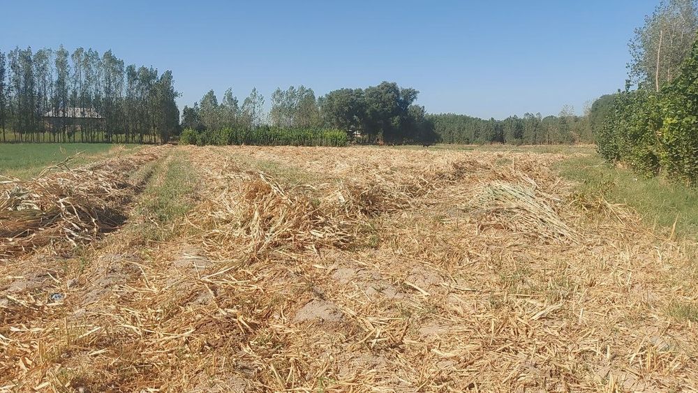 Самарканд вилояти Пойарик тумани Куктепа МФЙ кичкина чандир кишлоги