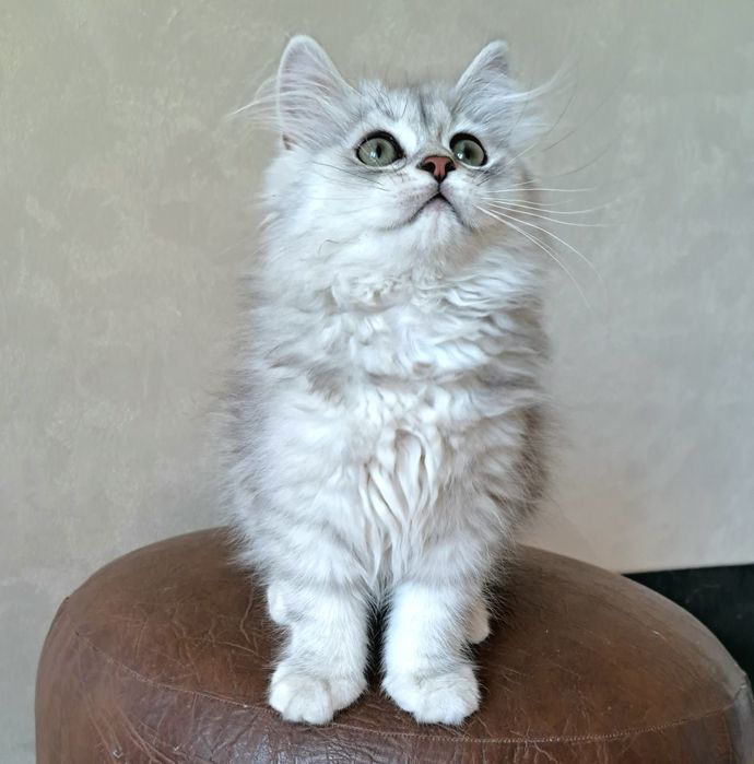 Шотландские котята с документами