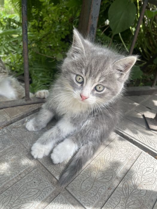 Котята в хорошие руки