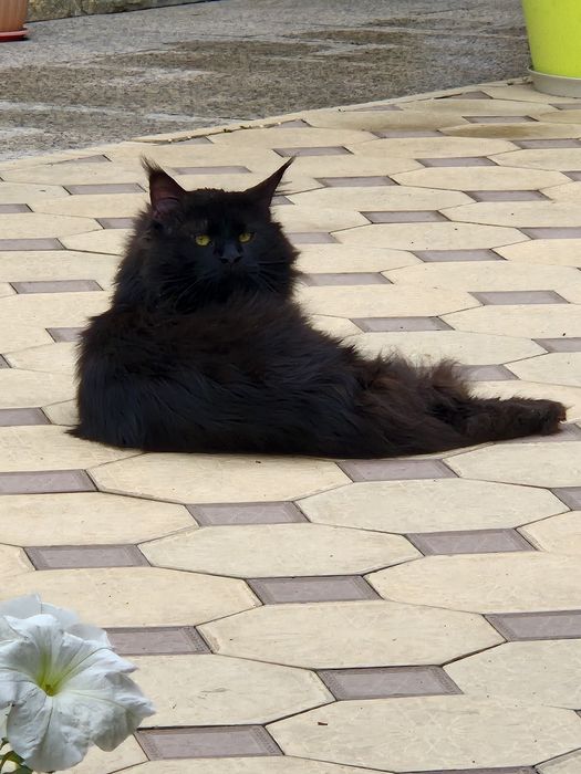 Профессиональный Питомник Мейн-кун/ Есть Рассрочка