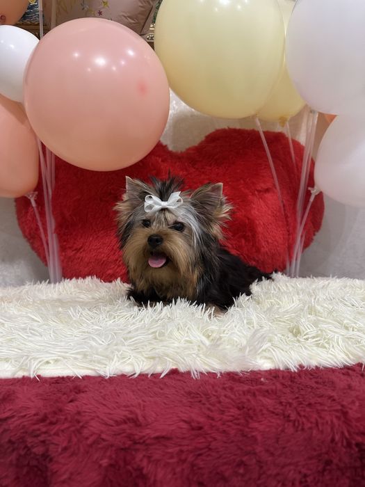 Йоркширский терьер беби фейс