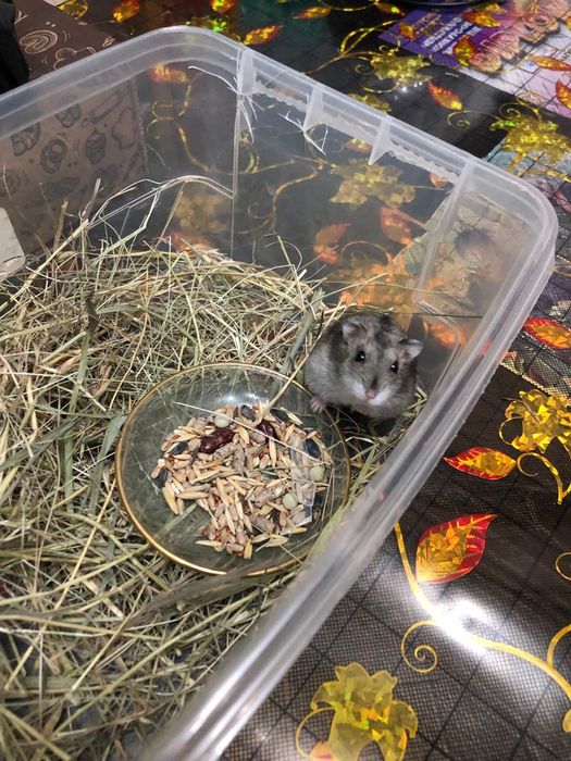 Продам хомяка девочку