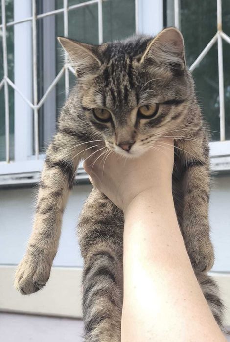 Котенок-девочка Царица ищет дом