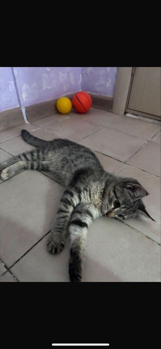 Котенок 2 месячный