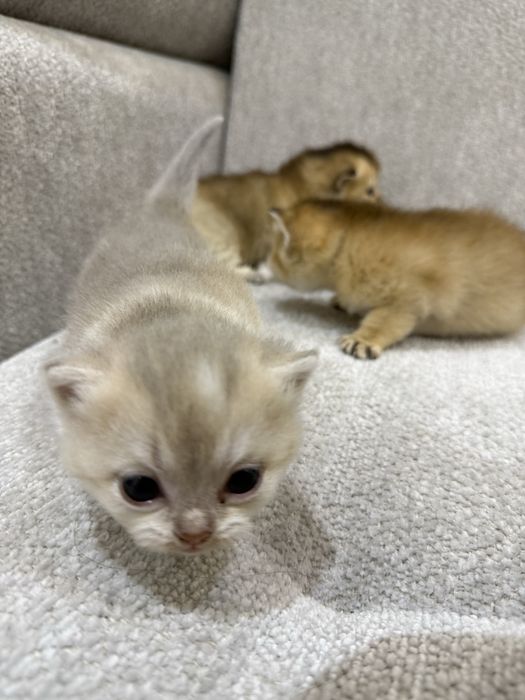 Котята шотландские вислоухие