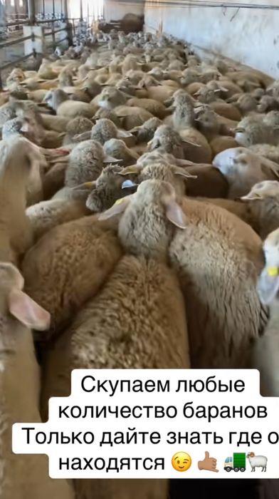 Кой Бараны токтушки продаётся Г.АЛМАТЫ