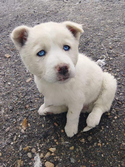 Щенки хаски галуба глази