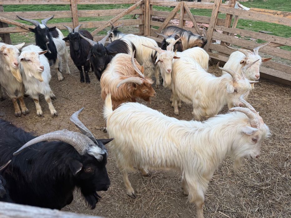 Capre cu iezi oi și țapi
