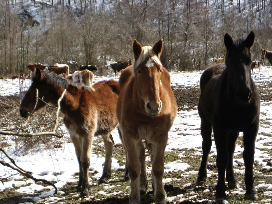 Canon Digital IXUS 70