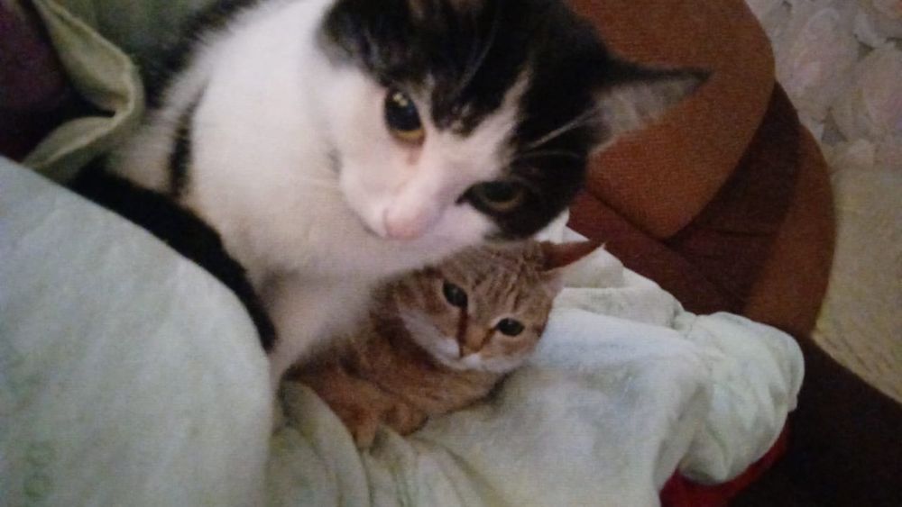 Карамелька и Пират зовут