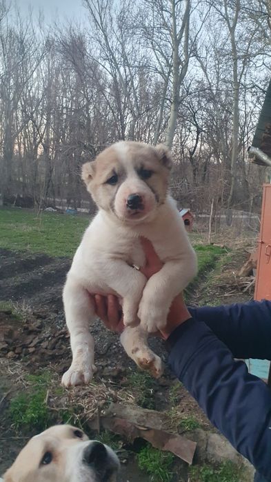 Щенки кабели крупные