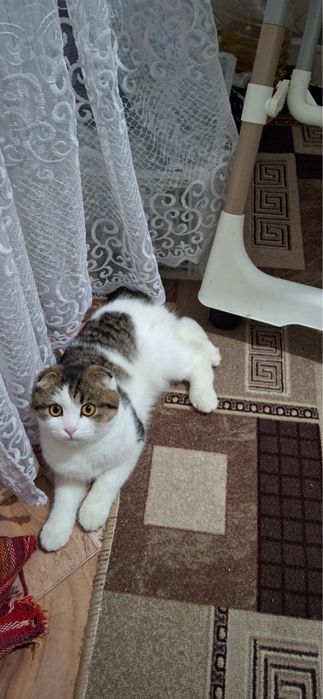 Котик в добрые руки